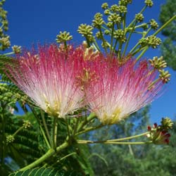 Acacia de Constantinopla 'Ombrella'